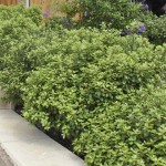 A Little Bit of Pittosporum Plants (And Why I Love Them)