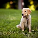 Excessive Dog Barking: How to Handle It