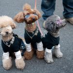 Dog Clothes: When Should You Dress Up Your Pet?