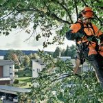 arborist queanbeyan