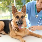 Dog Health 101: Caring for Your Four-Legged Friend’s Joints