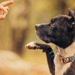 Dog Supplements for Joints: Improve Your Canine’s Quality of Life