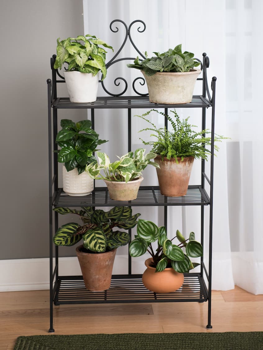 metal shelf with plants