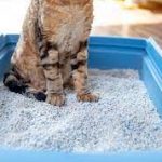 All You Need to Know About Cat Litters