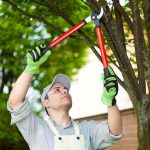 Pruning for Tree Health & Safety