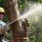 Tree Assessments and Reports: When and Why Should You Hire an Arborist?