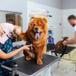 chow -chow dog at grooming salon