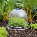 A garden cloche