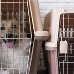 dog in pet crate