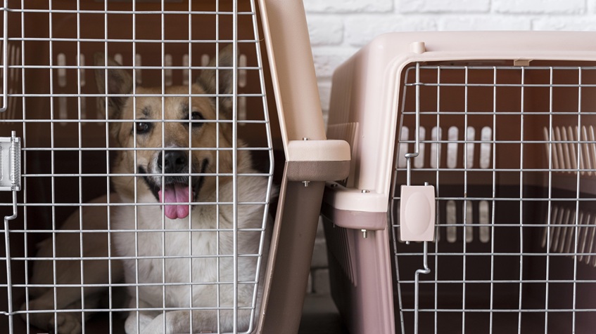 dog in pet crate
