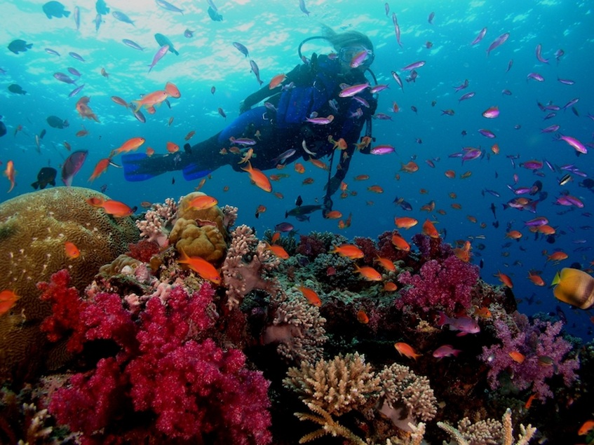 dive fiji 